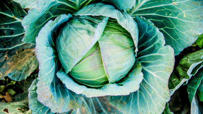 Pakistani cabbage